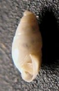 Odostomia nitens